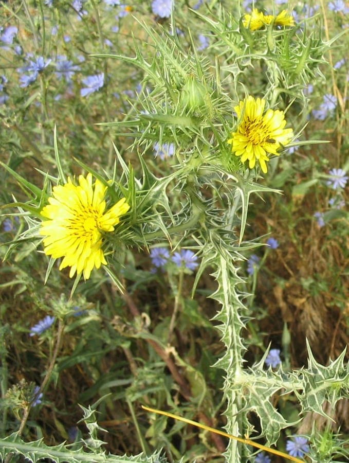 Gevlekte goudsdistel met gele bloemen