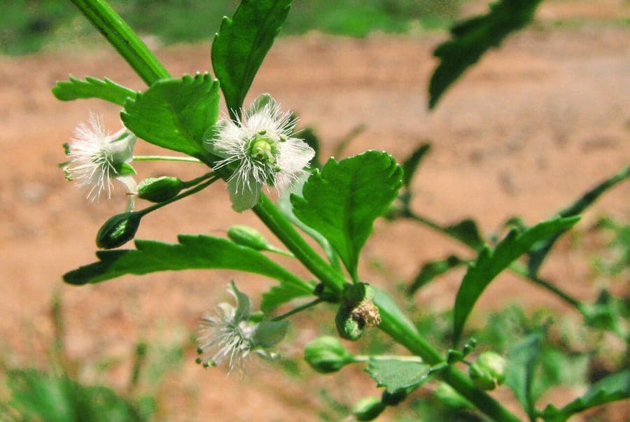 Scoparia dulcis plant with fine, spreading stems and small leaves