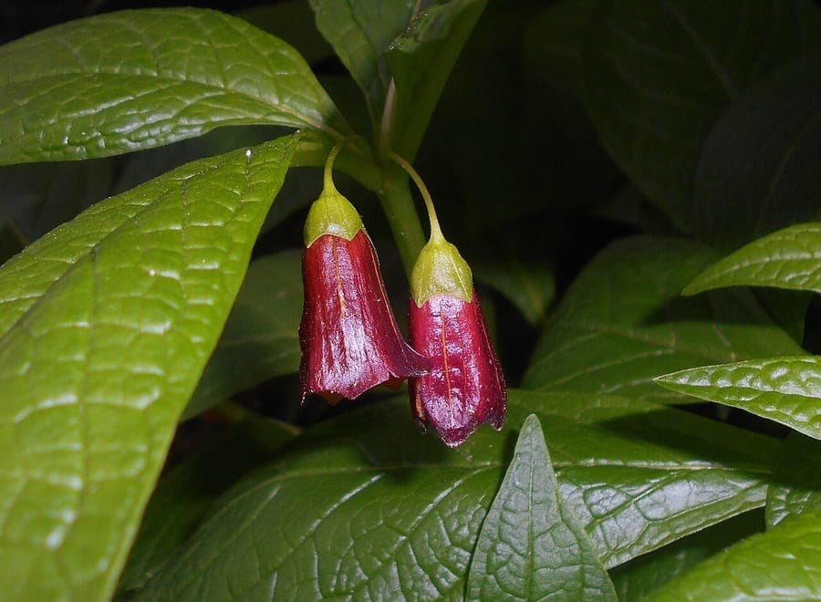 Braungelbe Blüten des Krainer Tollkrauts (Scopolia carniolica)