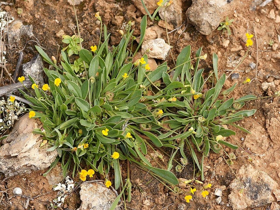Small yellow flowers and distinctive caterpillar-like spiral curved fruits