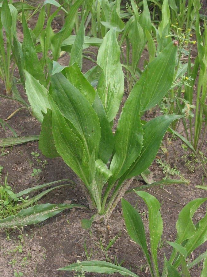 Scorzonera hispanica plants and roots