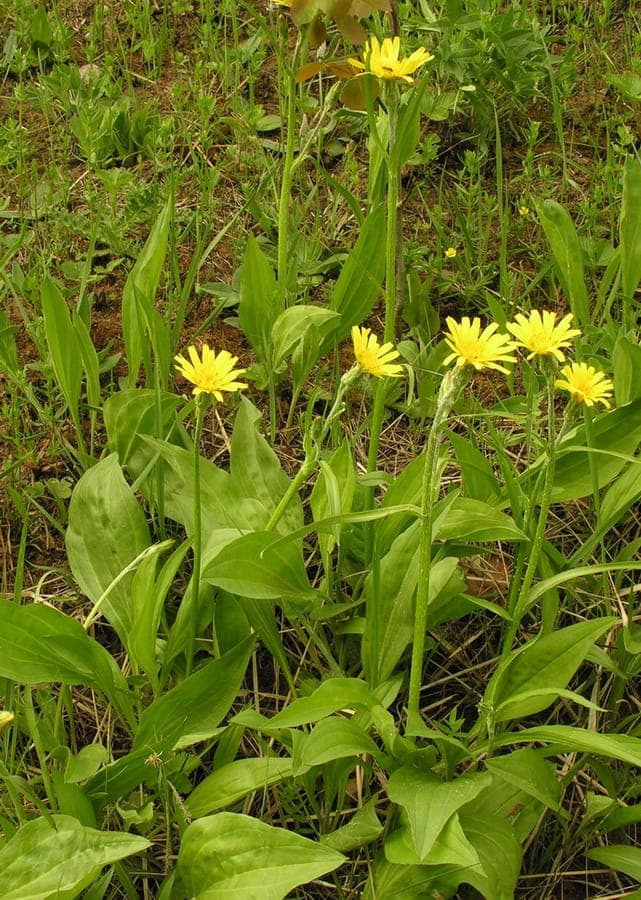 Kleine Schwarzwurzel mit gelben Bluten und langen grunen Blattern in naturlicher Sumpflandschaft