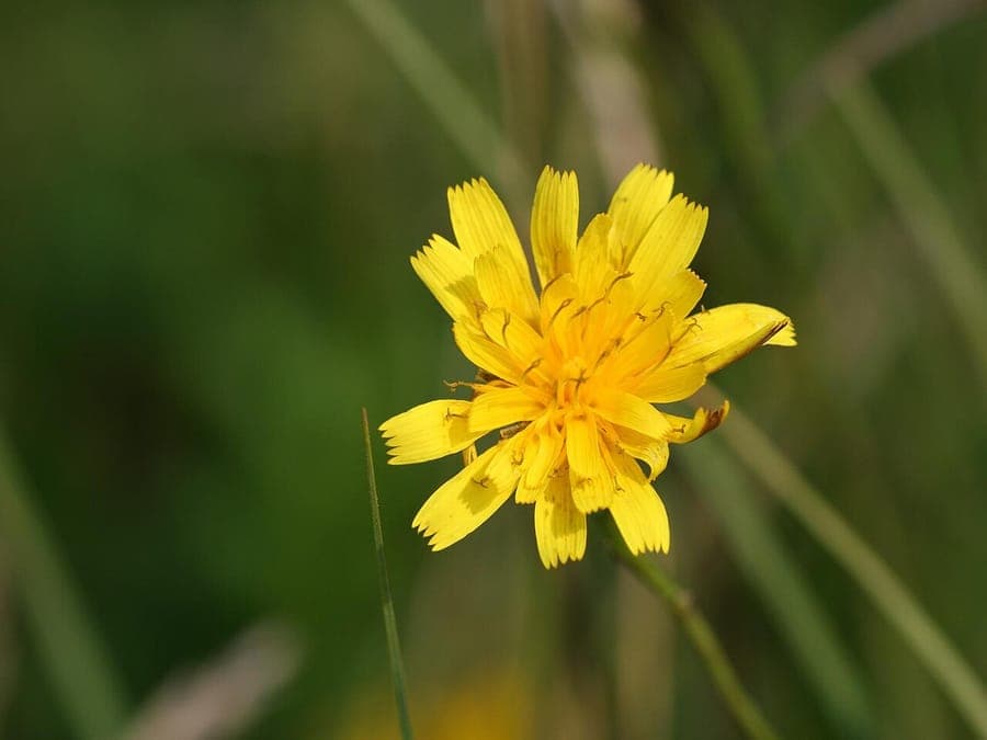 Herfstleeuwetand met gele bloemen in een natuurlijk grasland