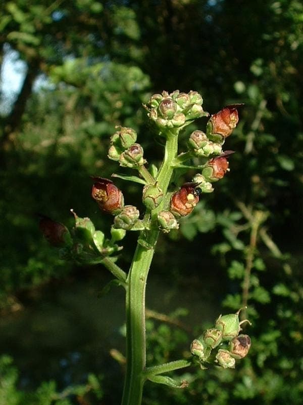 Water betony displaying dark brown flowers in natural waterside habitat