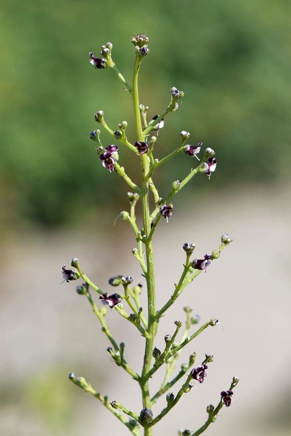 Hondshelmkruid met bruine bloemen in Europese droge habitats