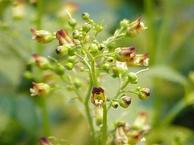 Figwort displaying brown flowers and characteristic knotted stems
