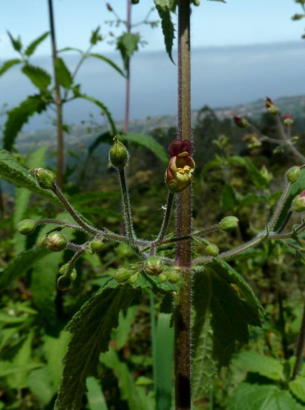 Scrophularia scorodonia montrant les epis de fleurs brun fonce et le feuillage aromatique