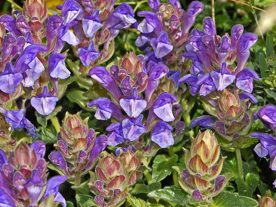 Alpine scullcap displaying purple flowers on stony mountain slopes