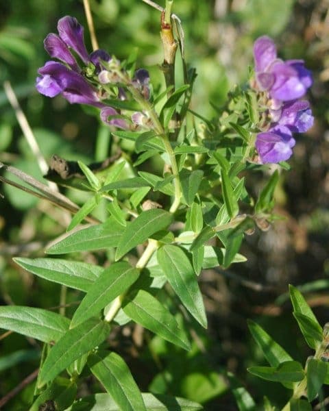 Chinese skullcap displaying blue flowers in full bloom