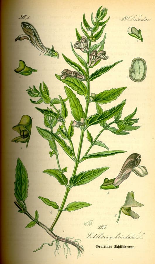 Moerashelkruid (Scutellaria galericulata) met blauwe bloemen langs watertuin