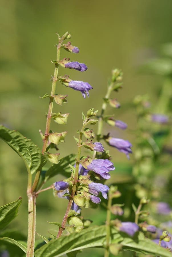 Side-flowering Scullcap with purple flowers arranged along stems
