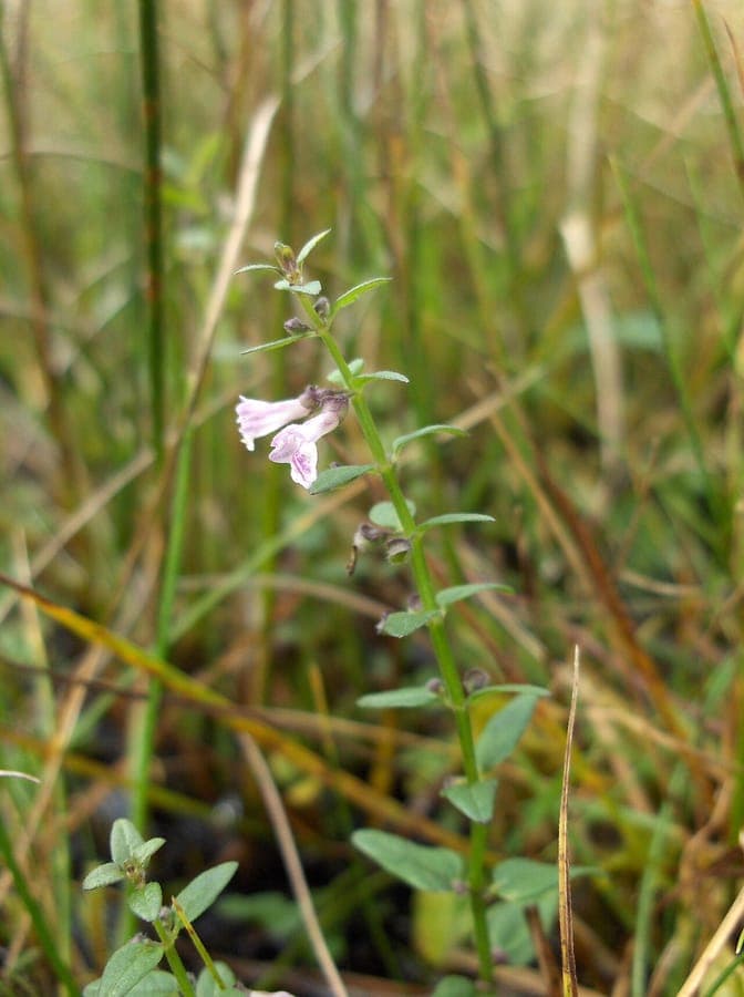 Petite scutellaire (Scutellaria minor) en pleine floraison affichant des fleurs violet-bleu