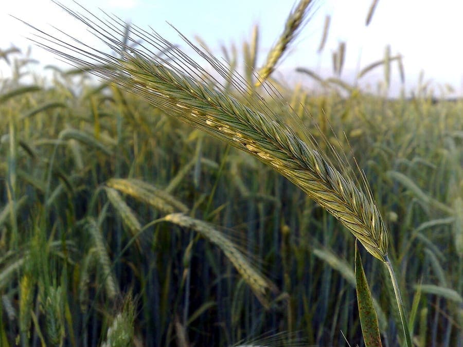 Rogge (Secale cereale) met rijpe aren in zomerlicht