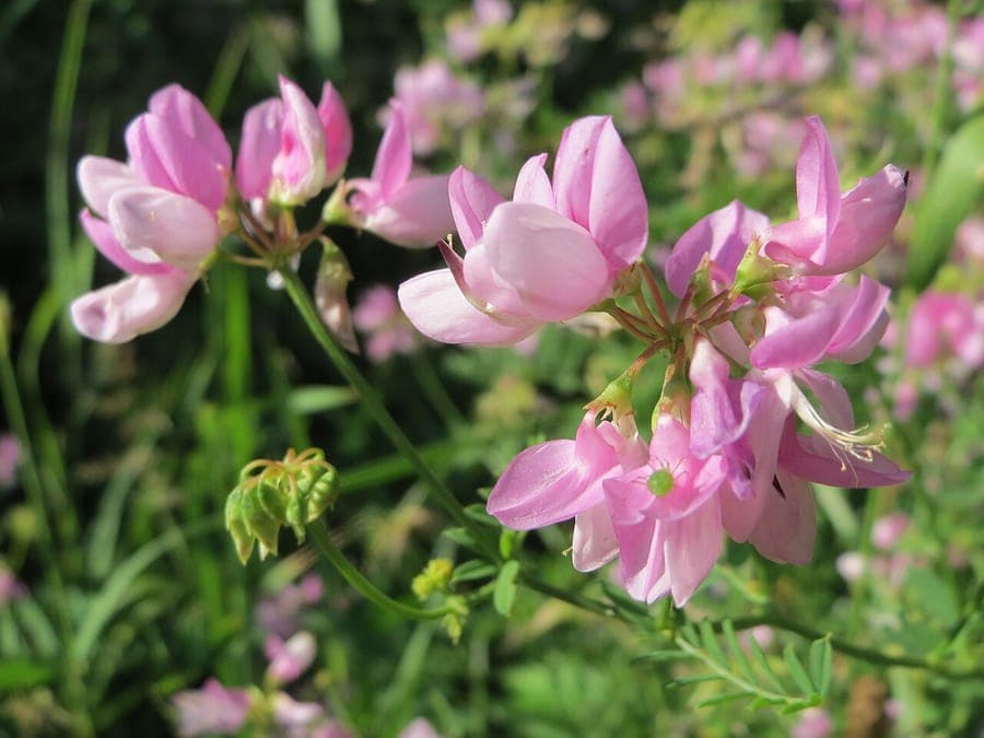 Rood-witte bloemen van bont kroonkruid op rankende plant