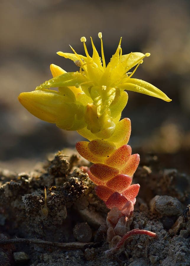 Scherpe zonnebloem met compacte gele bloemen in mei