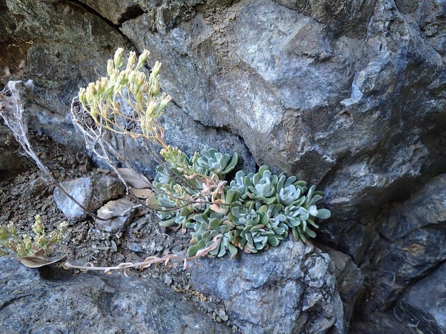 Sedum albomarginatum avec feuilles a bord blanc