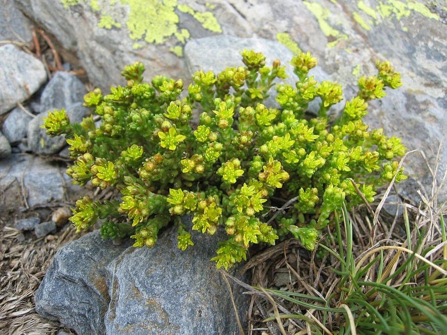 Alpen-vetmuur met gele bloemen