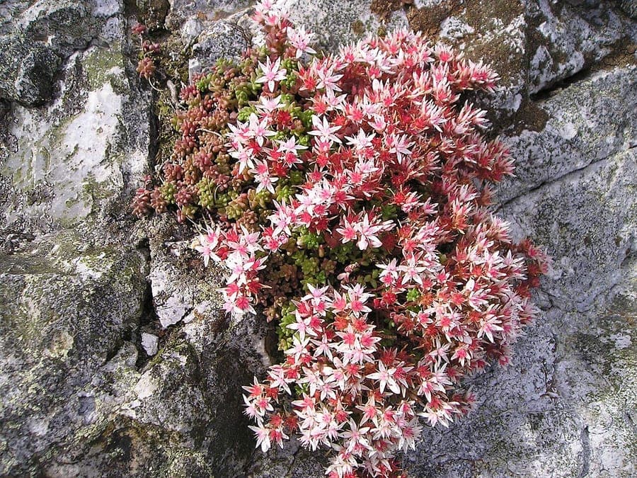 Fleurs blanches de l'orpin d'Angleterre