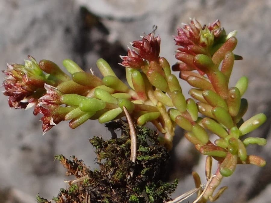 Dark rosettes of Sedum atratum in rocky wall