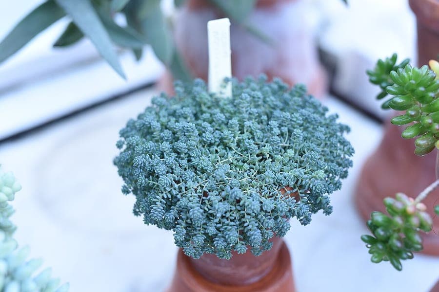 Sedum brevifolium showing compact rosettes with purple flowers in rock garden
