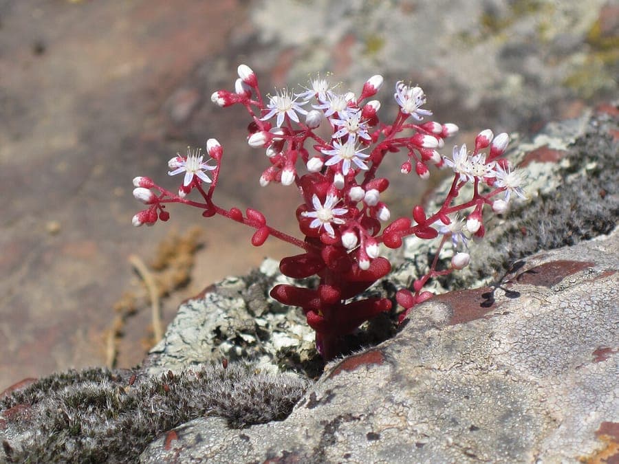 Fleurs et feuillage de l'orpin bleuatre