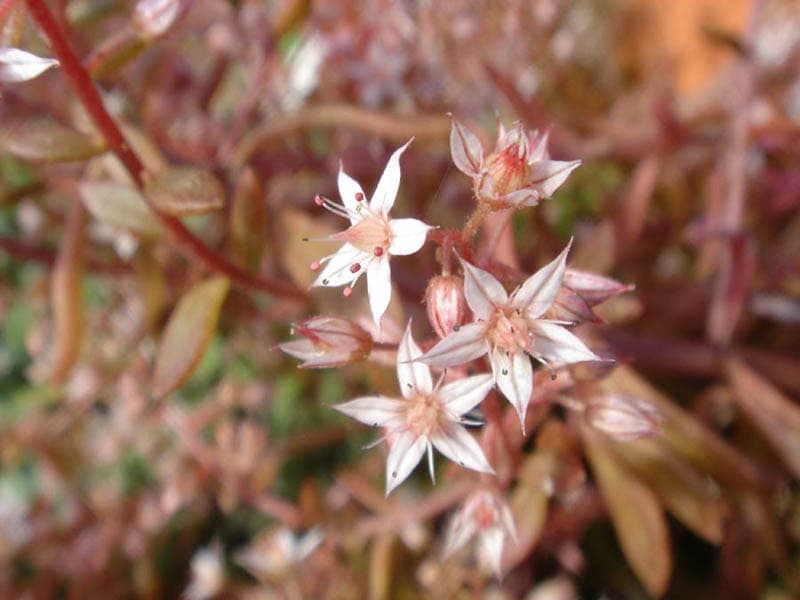 Pink stonecrop in full bloom with soft purple flowers on a dry, sunny rock garden