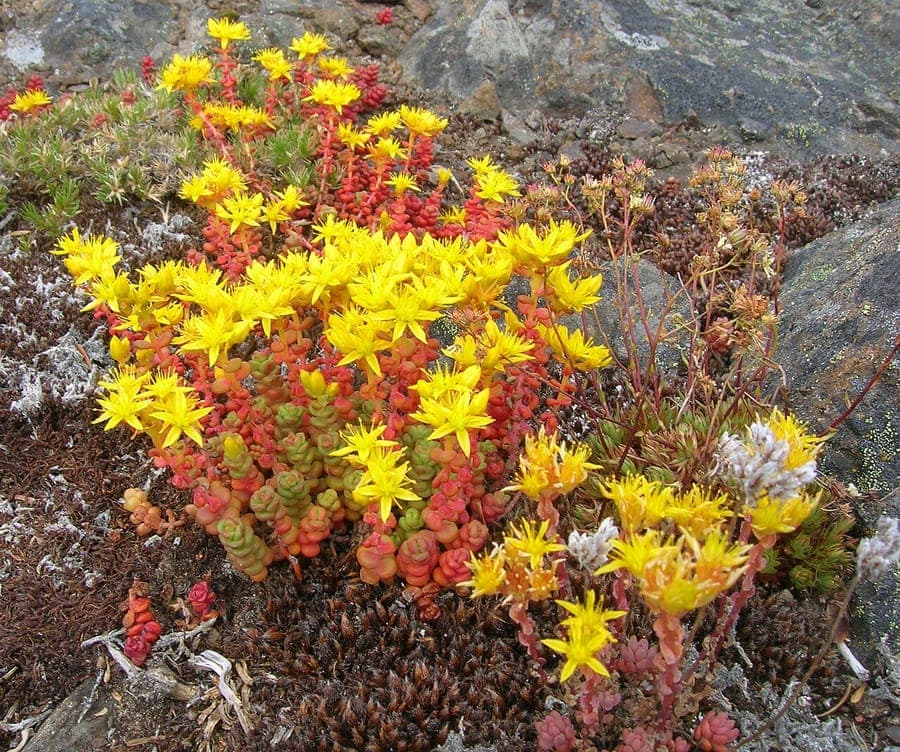 Sedum divergens met rood-oranje bladeren in cascade vorm
