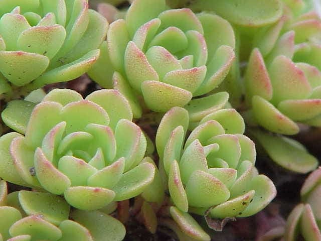 Sedum glaucophyllum sur sol rocheux