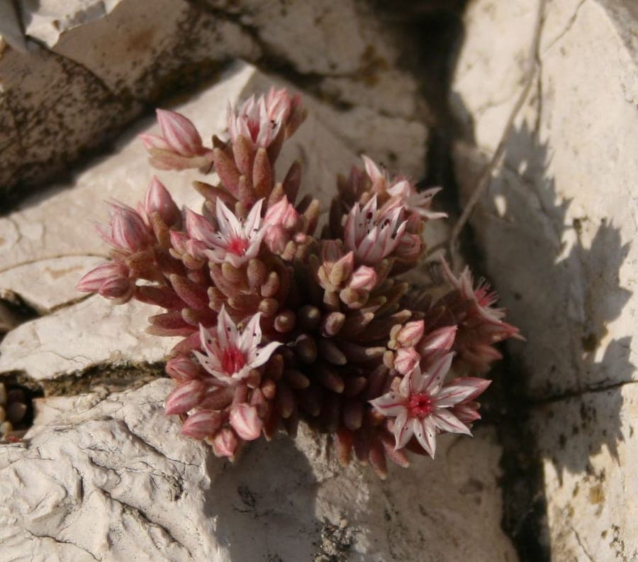 Sedum hispanicum en pleine floraison dans une rocaille ensoleillée