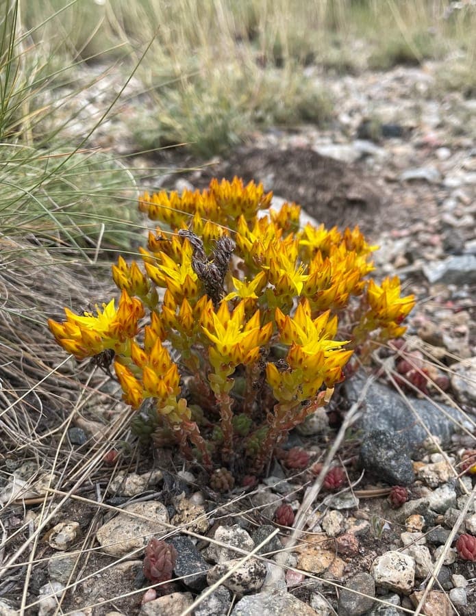 Sedum lanceolatum with yellow flowers