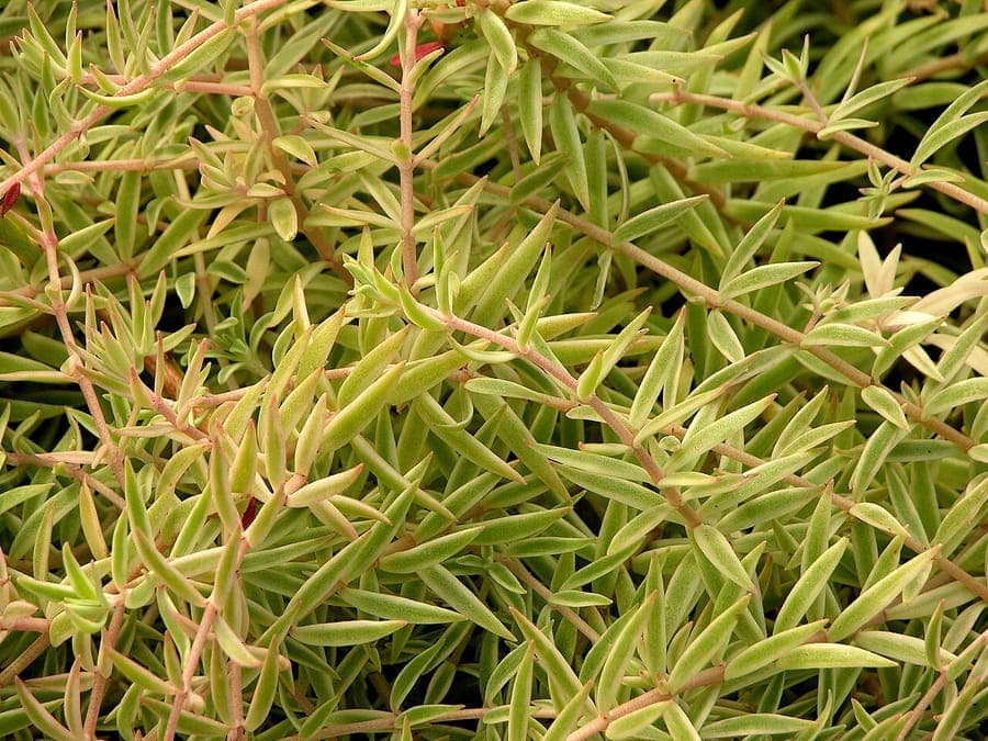 Sedum lineare naaldbladige sedum met fijne groene naalderige bladeren