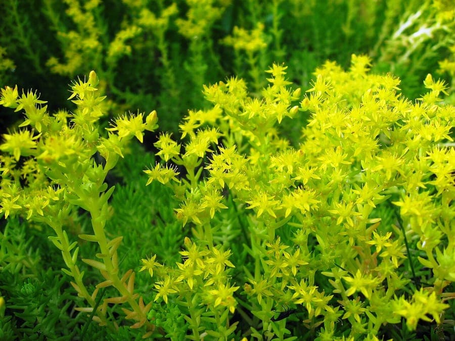 Sedum mexicanum en pleine floraison sur un emplacement ensoleillé, avec des feuilles vertes denses et des fleurs jaunes