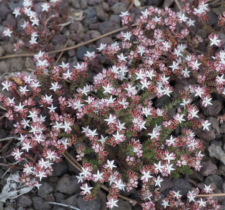 Sedum moranense red stonecrop with clusters of pink flowers