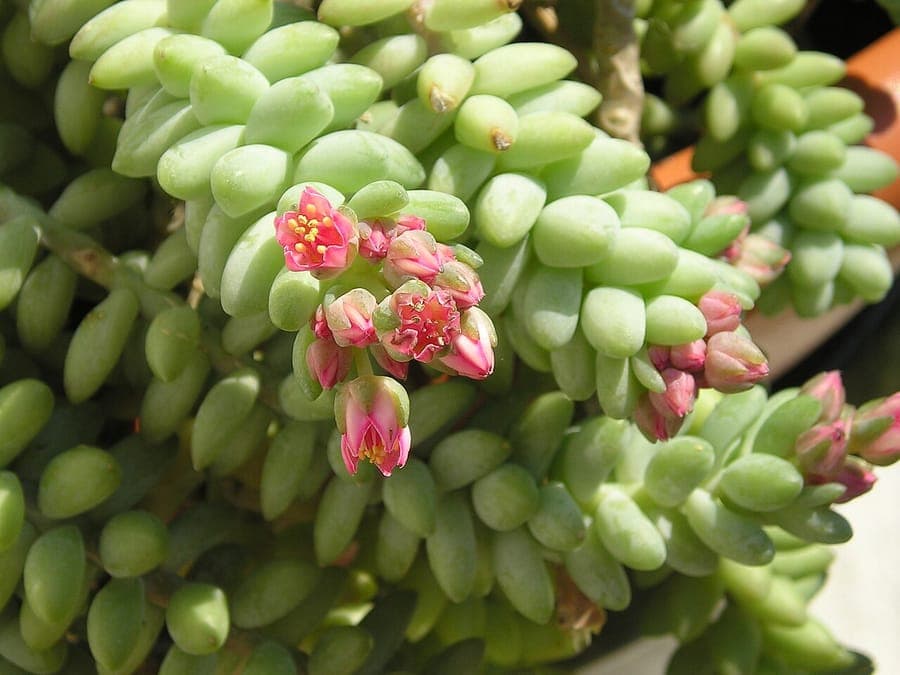 Sedum morganianum burros tail with long green trailing stems