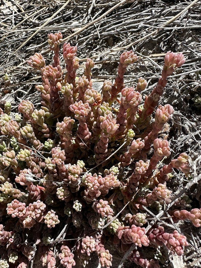 Davidson's stonecrop Sedum niveum met witte bloemen