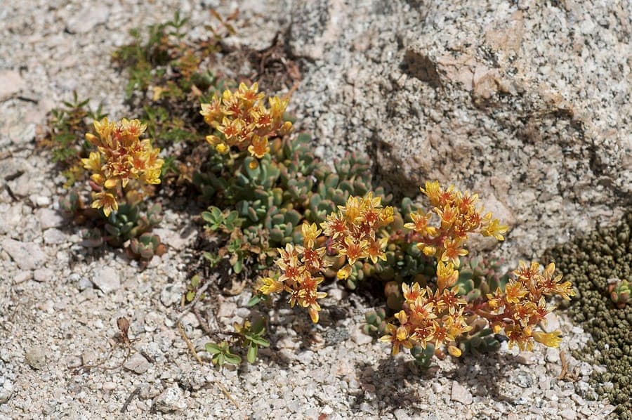 Sierra-Fetthenne Sedum obtusatum mit Herbstglanz