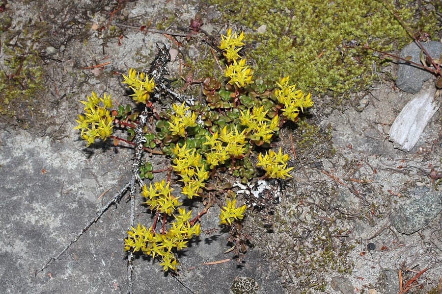 Sedum oreganum avec son feuillage et ses fleurs teintées de rouge