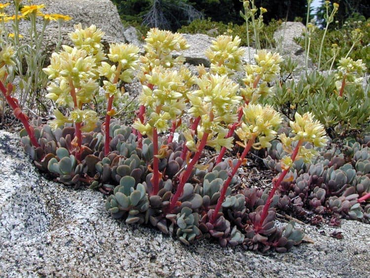 Sedum oregonense aux feuilles creme et fleurs jaunes en milieu montagnard