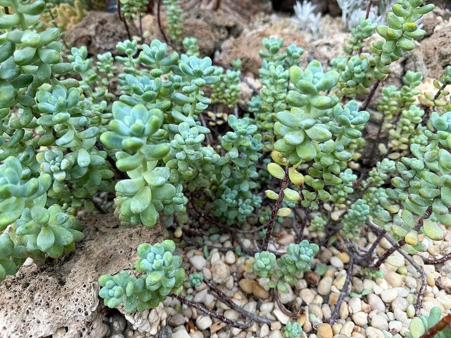 Sedum pachyphyllum thick-leafed stonecrop with compact rosettes and yellow flowers