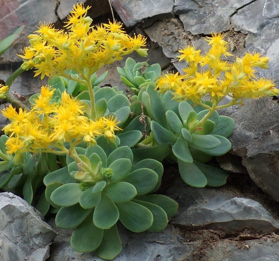 Sedum palmeri with thick leaves and vibrant colors in bright sunlight
