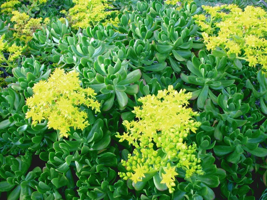 Sedum praealtum with thick green leaves