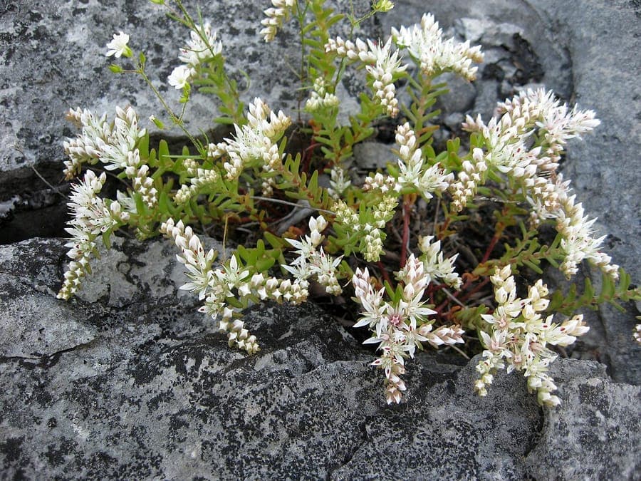Sedum pulchellum with red flowers and green stems in rocky garden