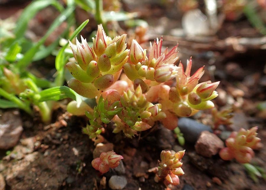 Rötliches Dickblatt breitet sich als dichtes Moos mit leuchtend roten Blüten in einem sonnigen, trockenen Beet aus.