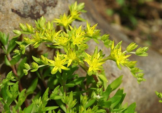 Orpin sarmenteux en couverture végétale avec fleurs jaunes en été