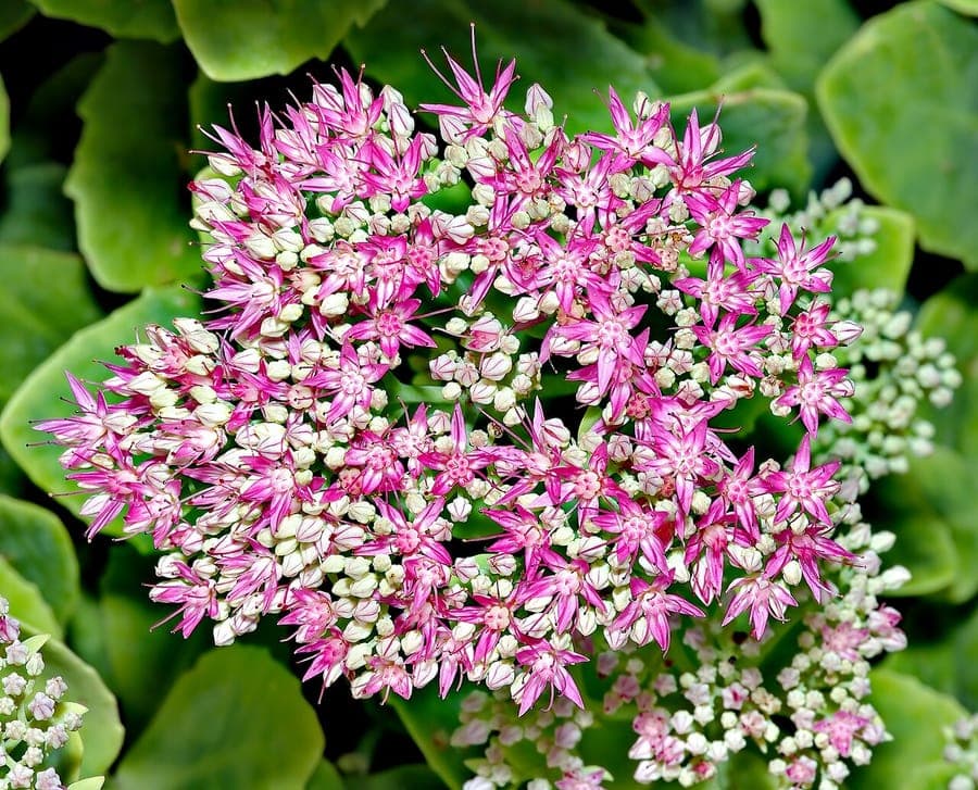 Inflorescences roses d'orpin visitées par des papillons et des abeilles dans la lumière de fin d'été