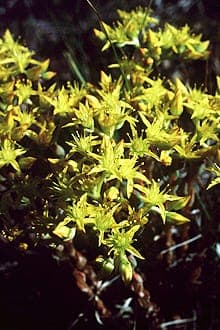 Sedum stenopetalum displaying bright yellow flowers in alpine rock garden