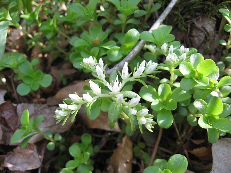 Plante orpin terné avec de petites fleurs blanches et des feuilles charnues