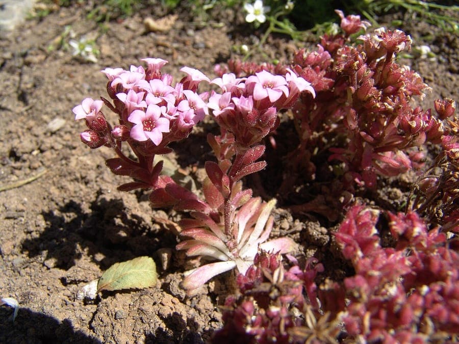 Hairy stonecrop in a damp woodland edge, showing its fuzzy stems and pale pink flowers in midsummer.