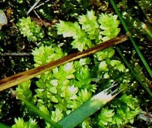 Selaginella apoda (Wiesen-Moosfarn) als dichter kriechender Teppich moosartiger Triebe