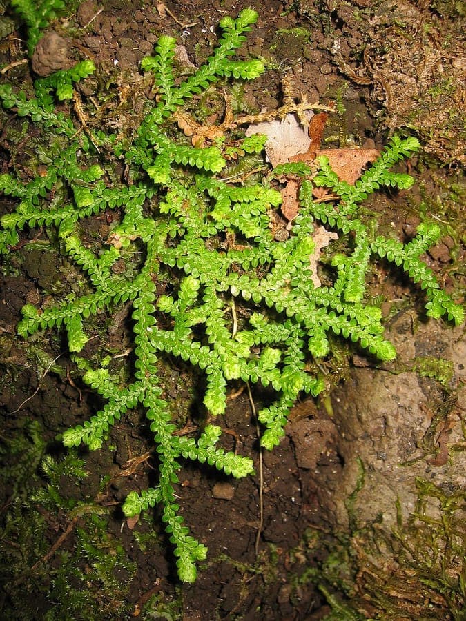 Selaginella denticulata, selaginelle denticulee, tapis de tiges ramifiees sur substrat rocheux